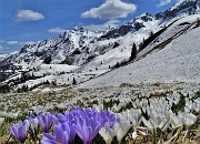 76 Sui pascoli spettacolari distese di Crocus vernus multicolori